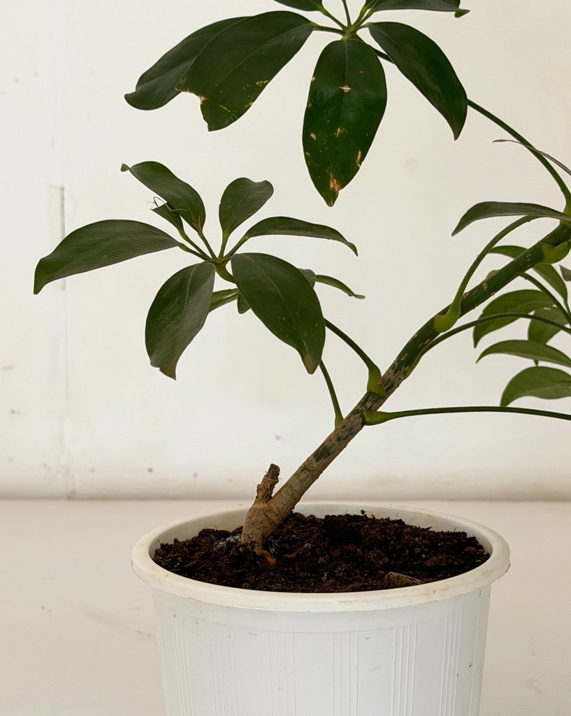Schefflera arboricola