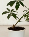 Schefflera arboricola