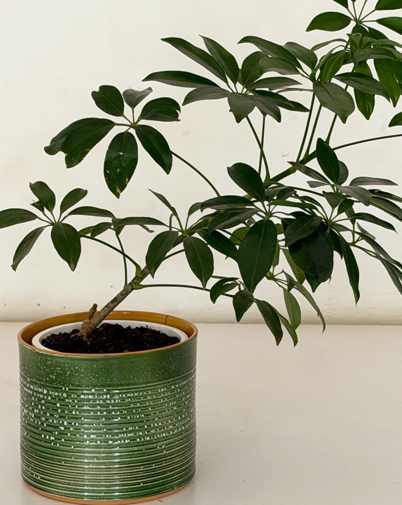 Schefflera arboricola
