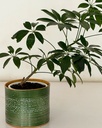 Schefflera arboricola
