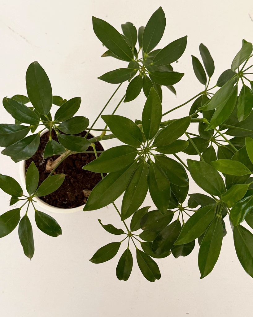 Schefflera arboricola