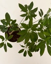 Schefflera arboricola