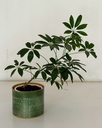 Schefflera arboricola