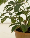 Schefflera arboricola variagata