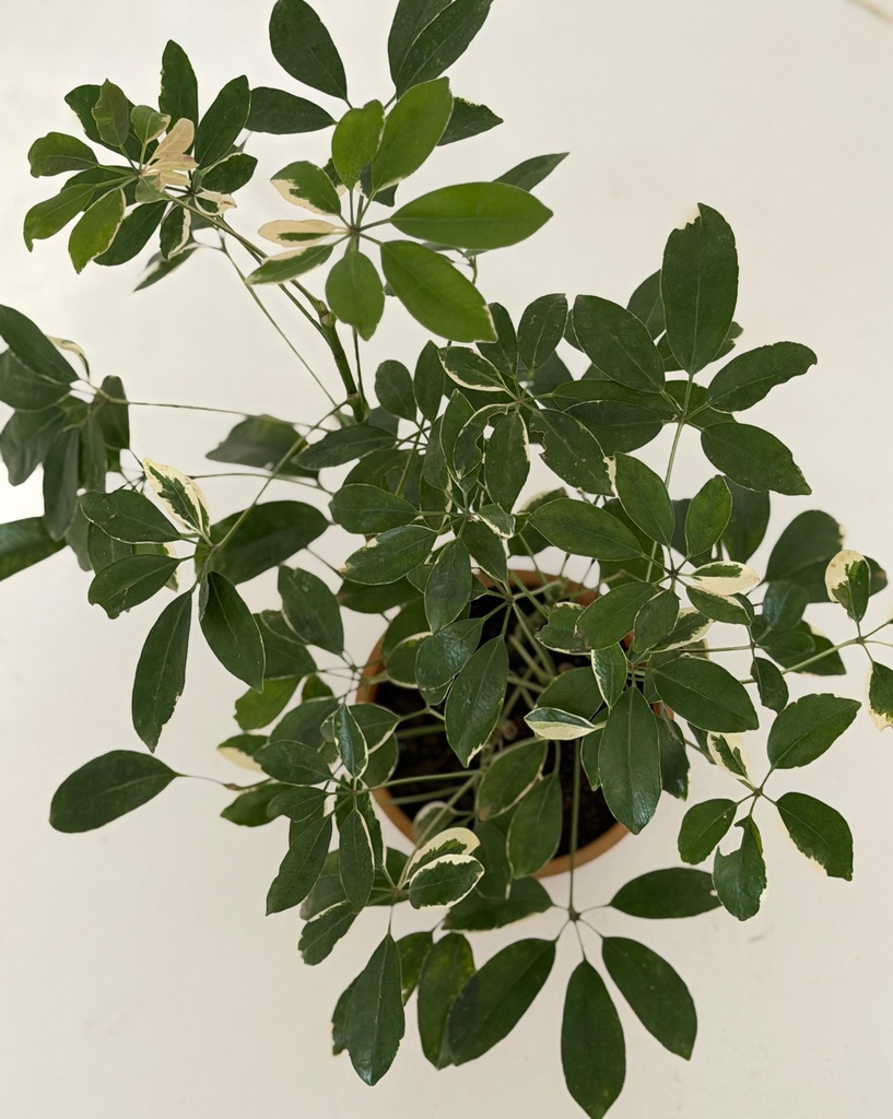 Schefflera arboricola variagata
