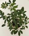 Schefflera arboricola variagata