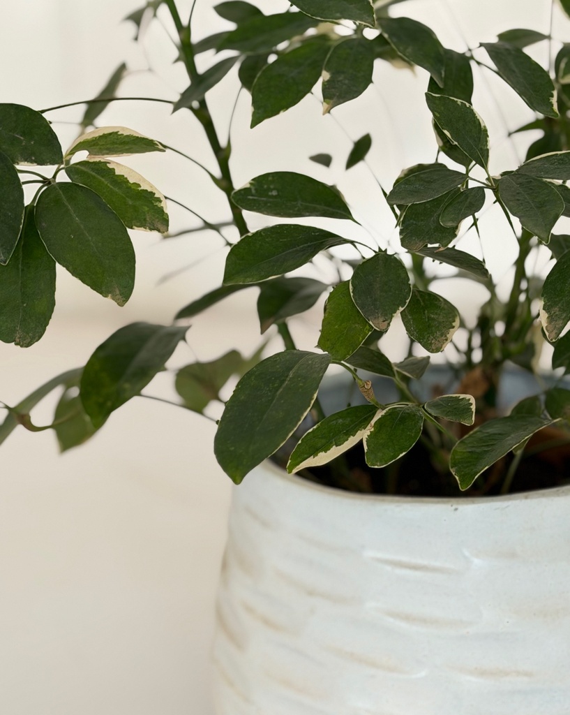 Schefflera arboricola variagata