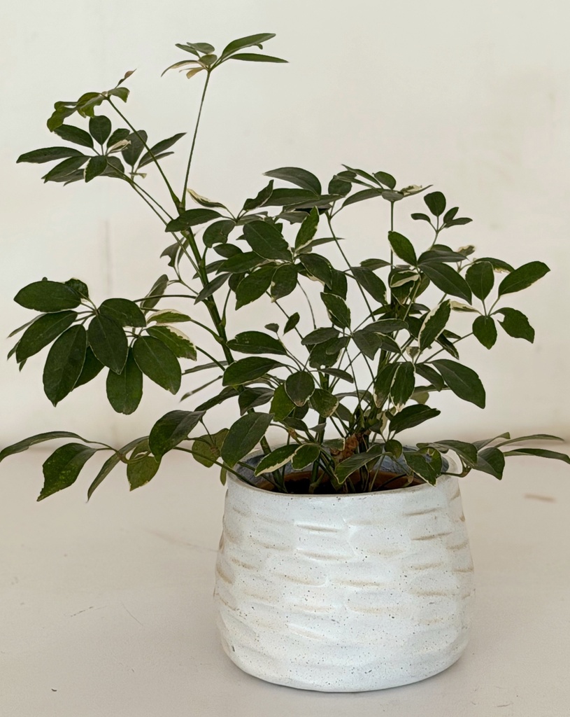 Schefflera arboricola variagata