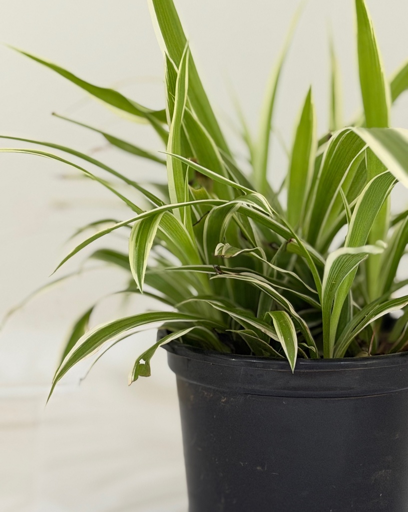 Chlorophytum comosum