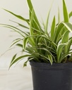 Chlorophytum comosum