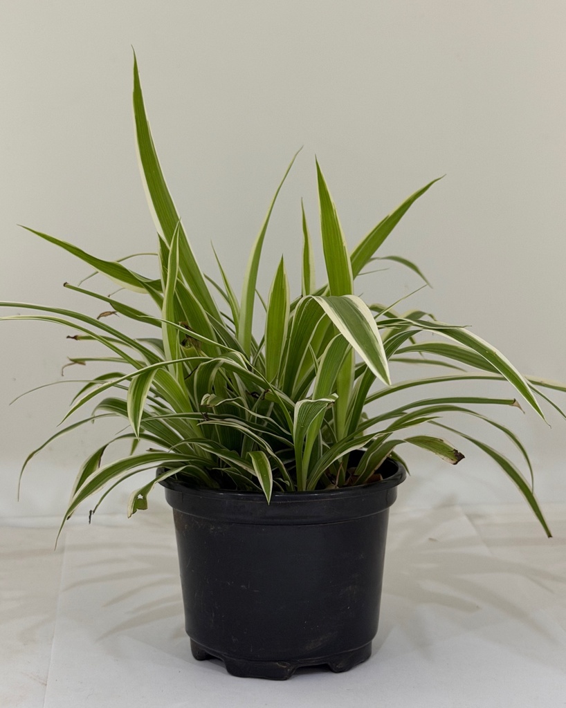 Chlorophytum comosum