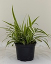 Chlorophytum comosum