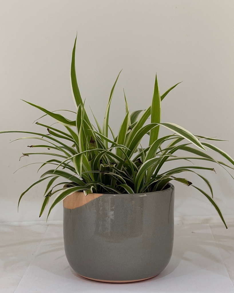 Chlorophytum comosum