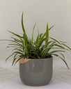 Chlorophytum comosum