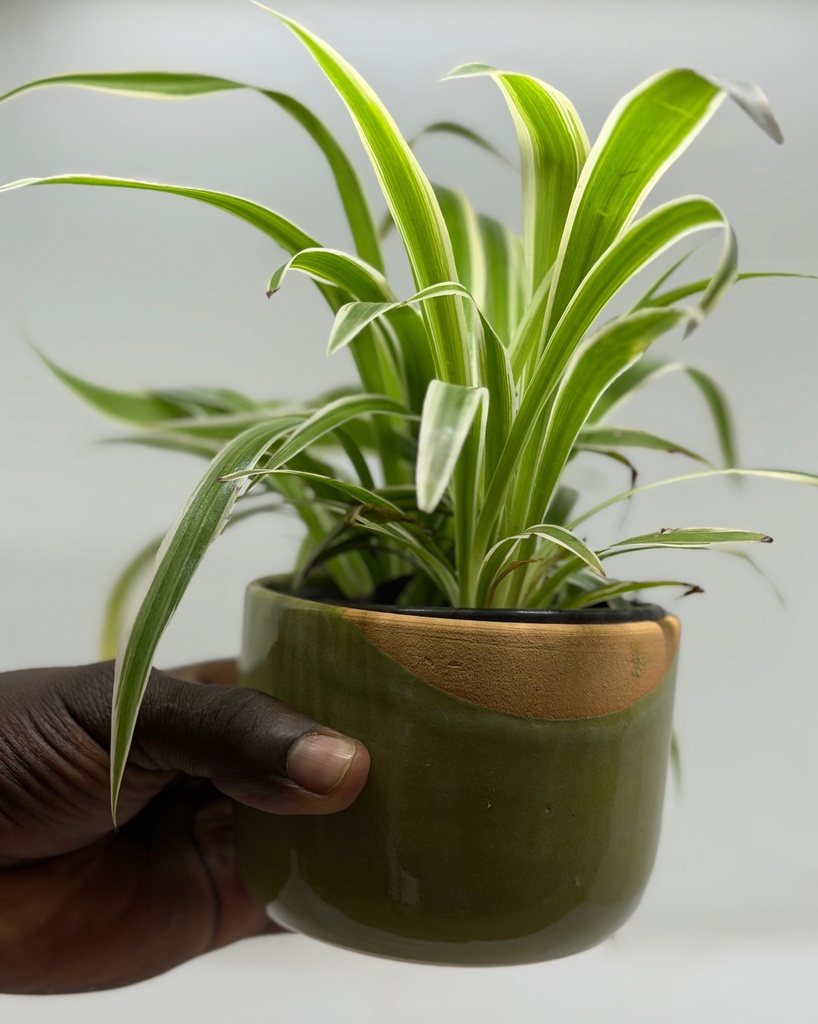Sam Pot