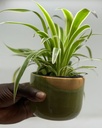 Sam Pot