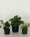 Home / Office Bundle (without pots)