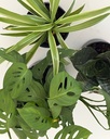 Home / Office Bundle (without pots)