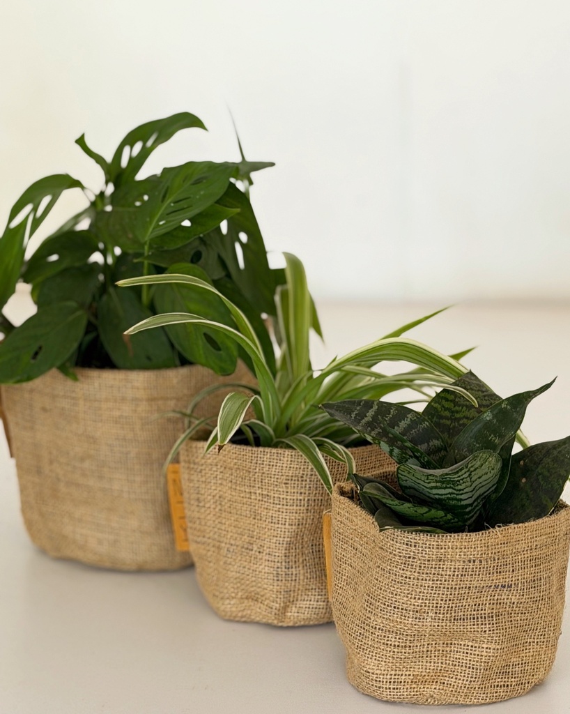 Home / Office Bundle (without pots)