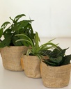 Home / Office Bundle (without pots)