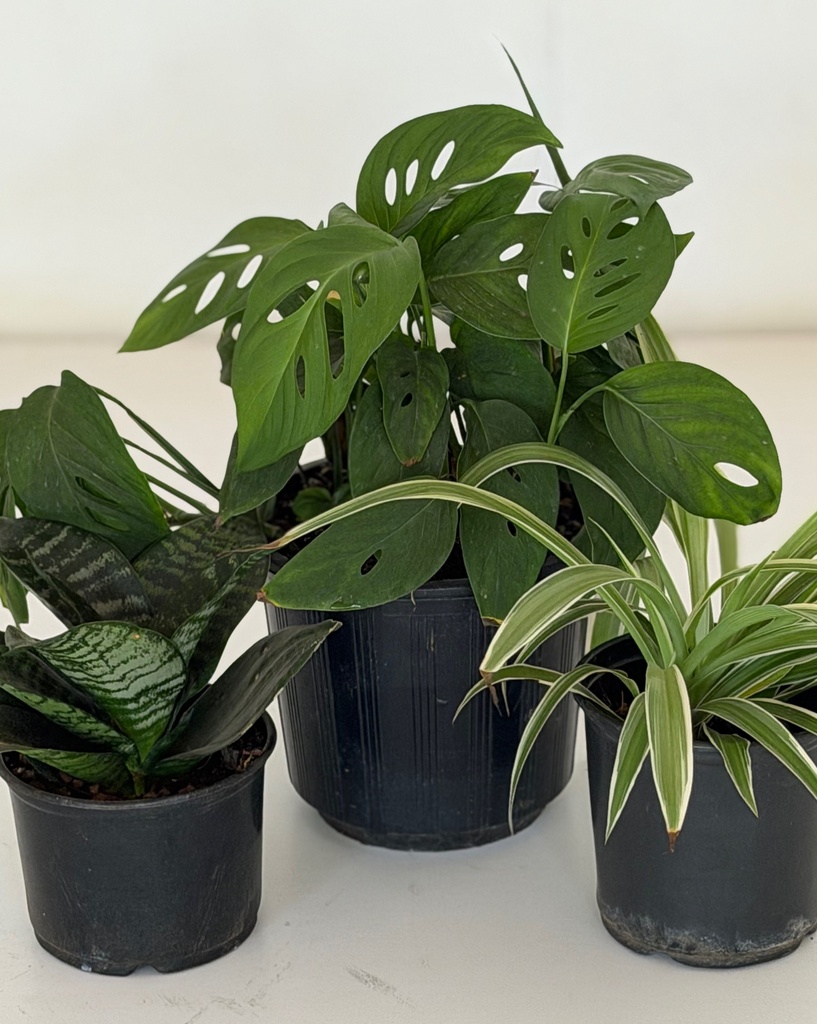 Home / Office Bundle (without pots)