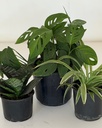 Home / Office Bundle (without pots)