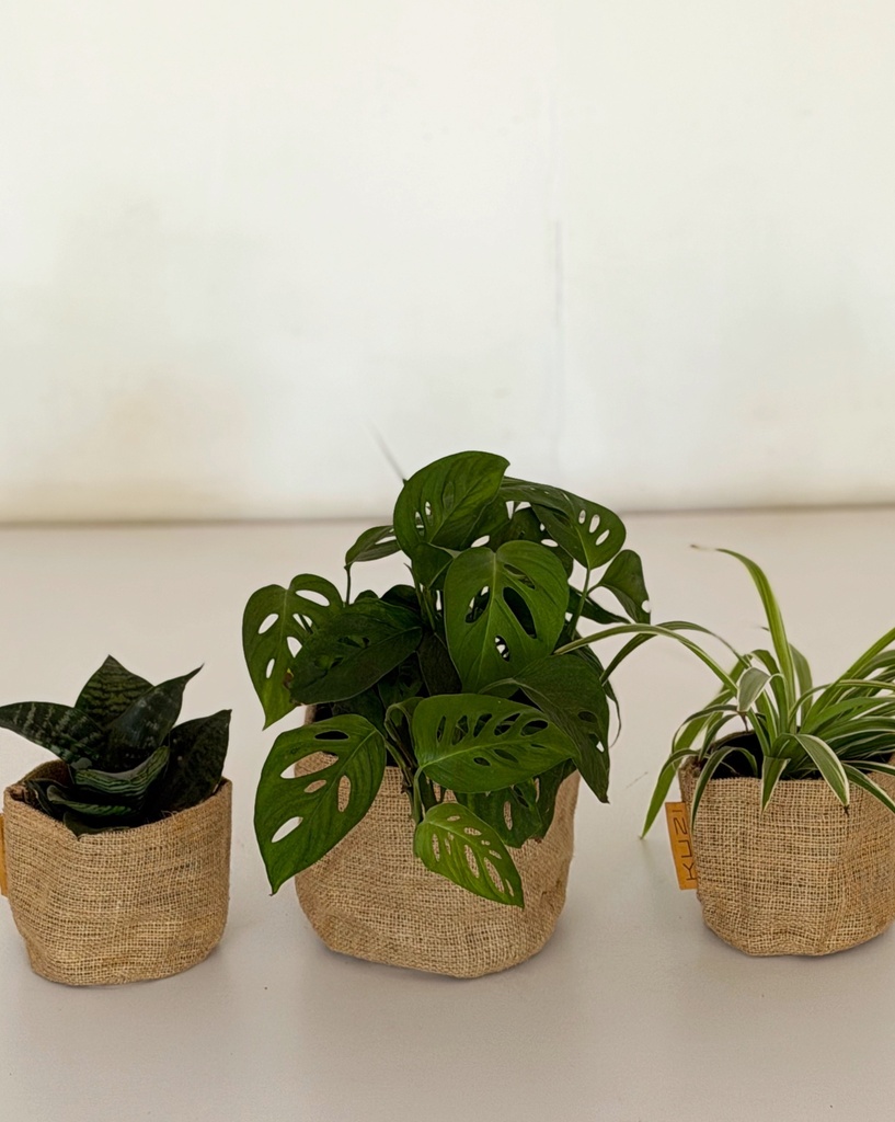 Home / Office Bundle (without pots)