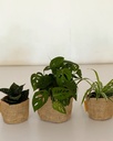 Home / Office Bundle (without pots)