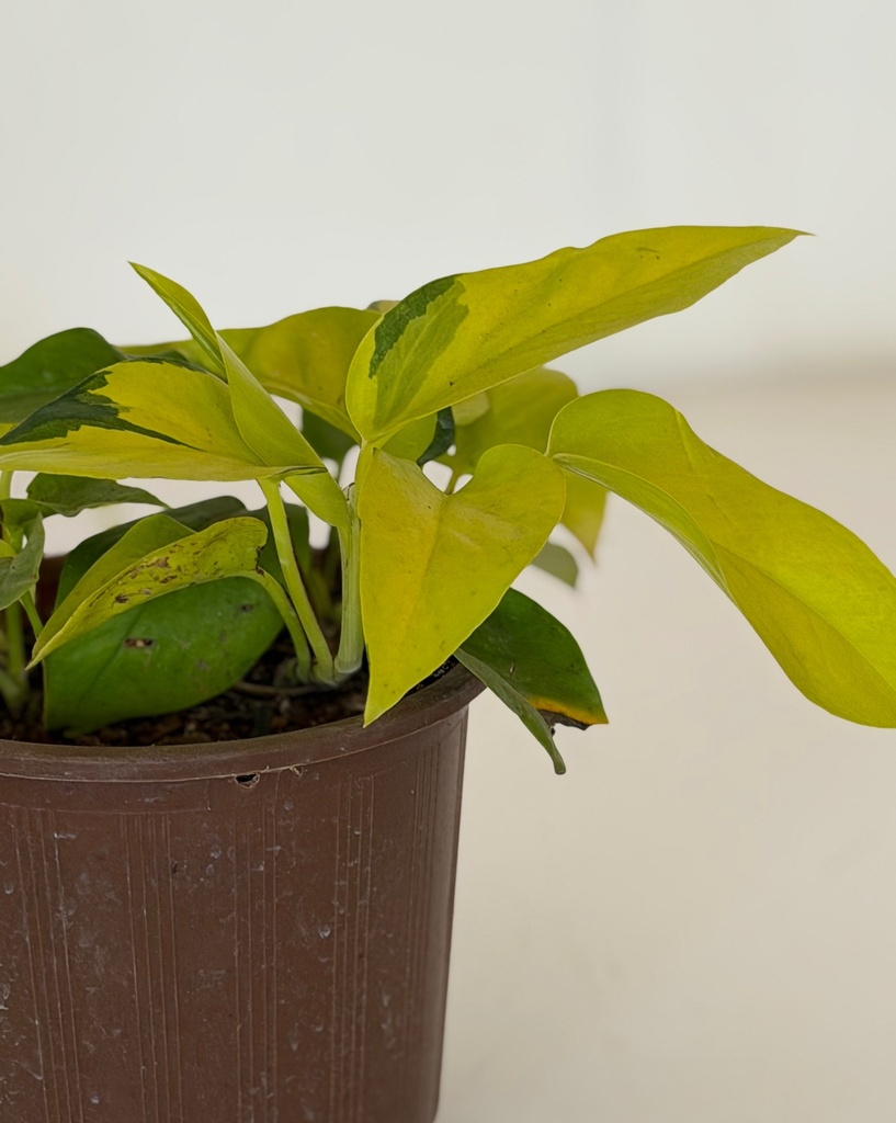 Epipremnum aureum 'Neon'