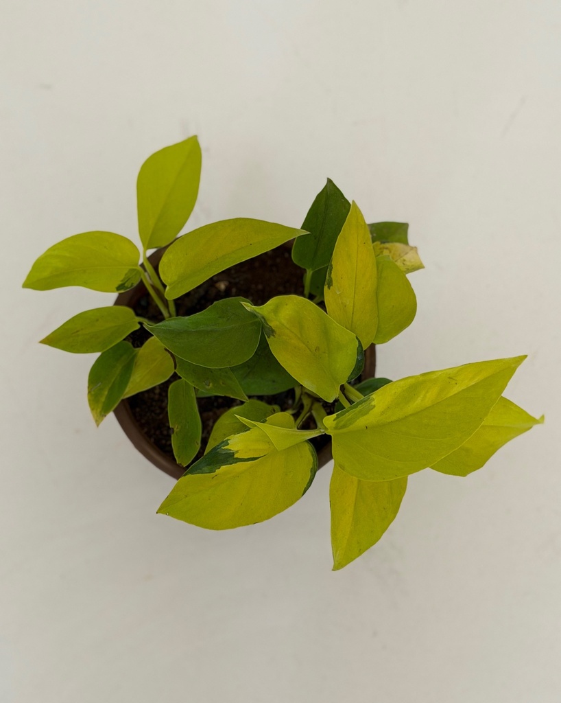Epipremnum aureum 'Neon'