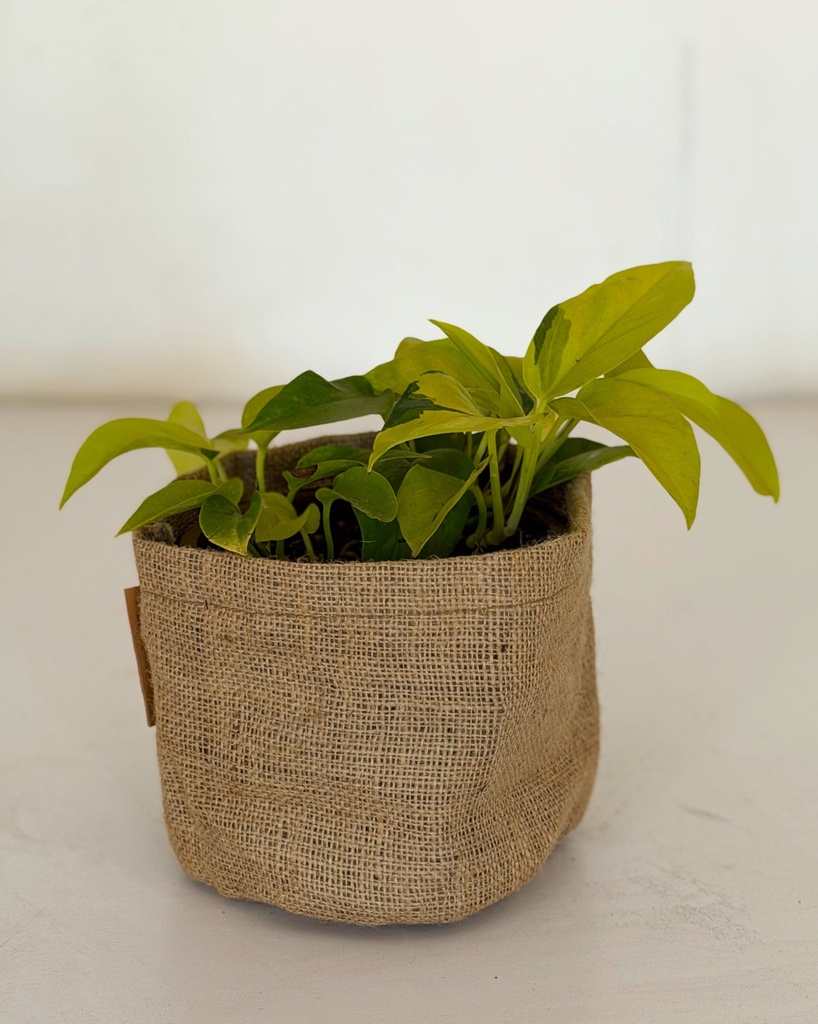 Epipremnum aureum 'Neon'