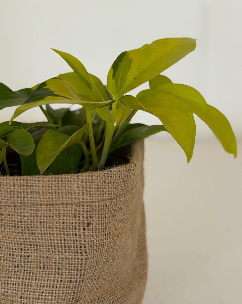 Epipremnum aureum 'Neon'