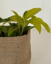 Epipremnum aureum 'Neon'