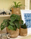 Home / Office Bundle (without pots)