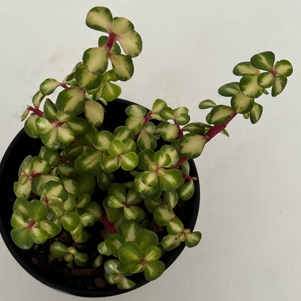 Portulacaria afra variegata
