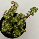 Portulacaria afra variegata