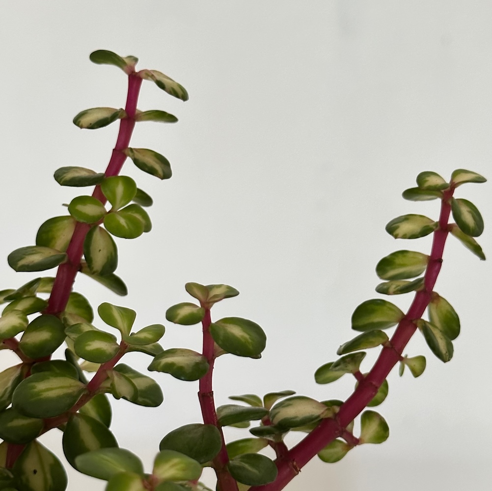 Portulacaria afra variegata