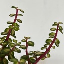 Portulacaria afra variegata
