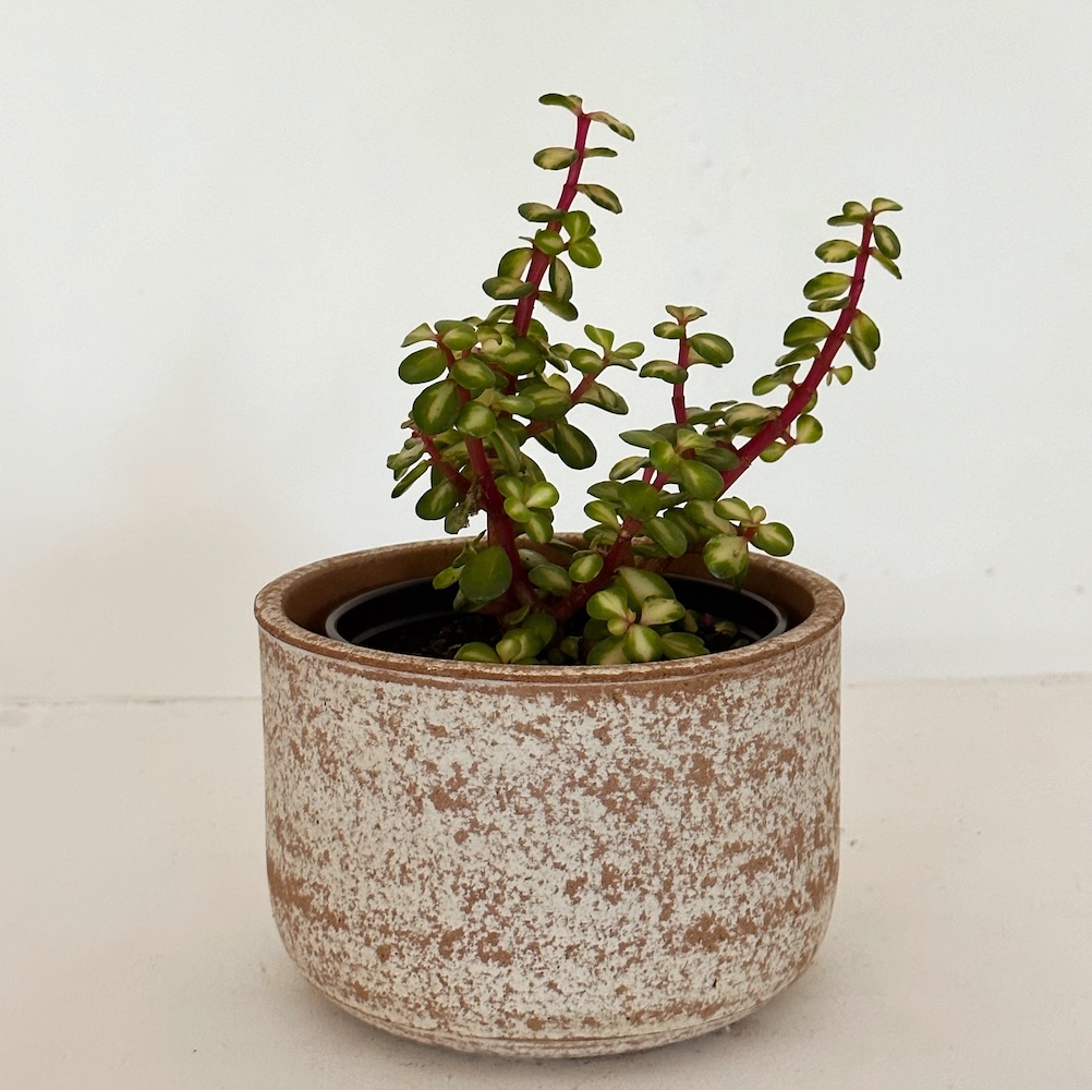 Portulacaria afra variegata