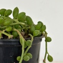Senecio herreanus string of watermelon
