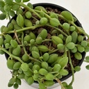 Senecio herreanus string of watermelon