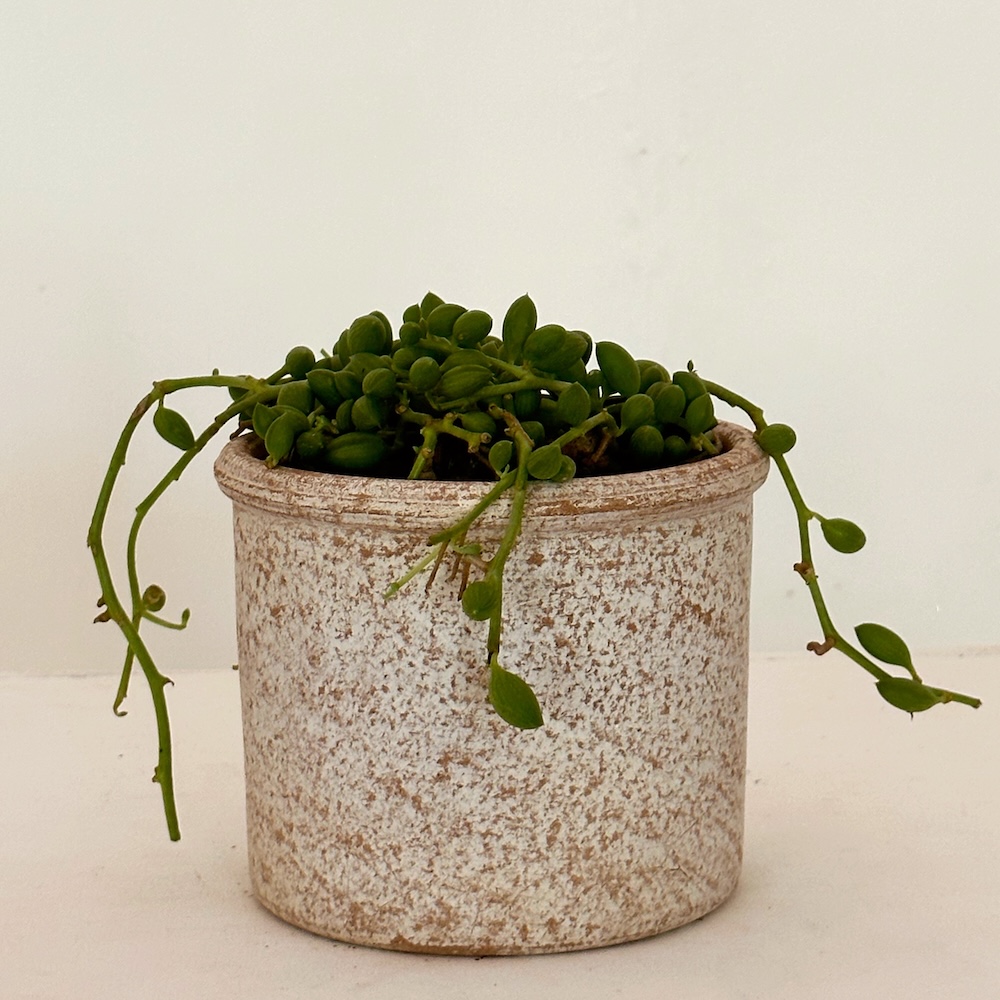 Senecio herreanus string of watermelon