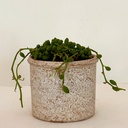 Senecio herreanus string of watermelon