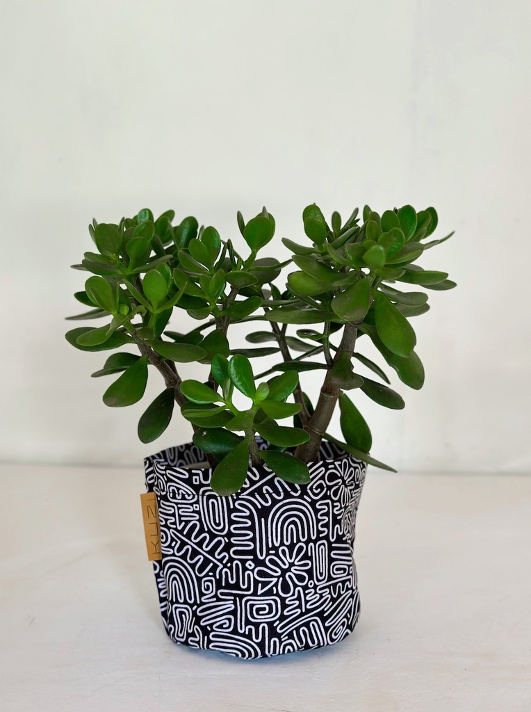 Doodle Size 5 with plant