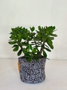 Doodle Size 5 with plant