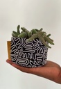 Doodle Size 2 with plant and scale
