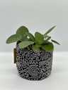 Doodle Size 4