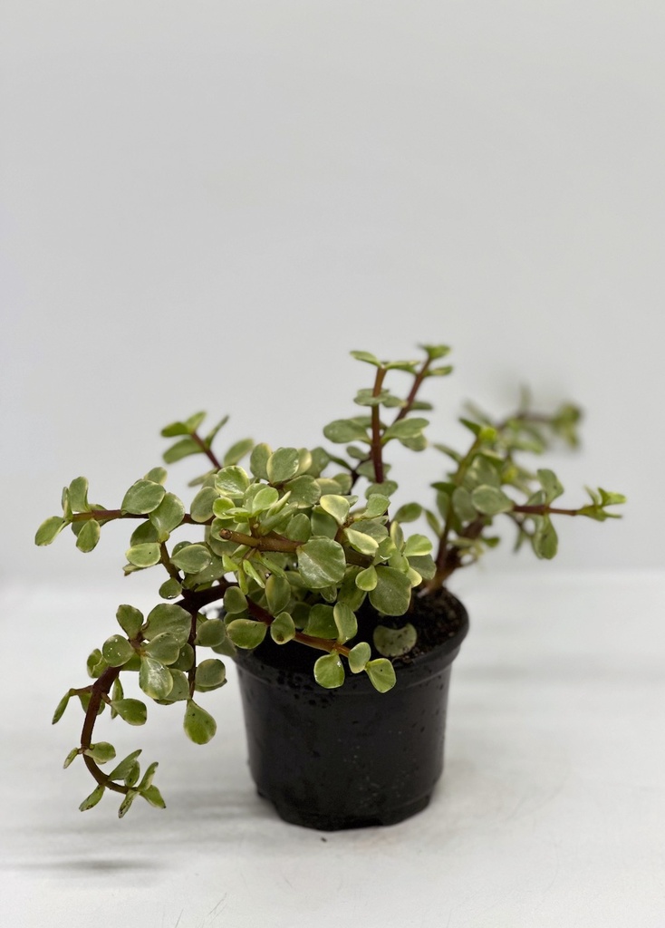 Portulacaria afra variegata