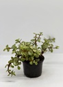 Portulacaria afra variegata