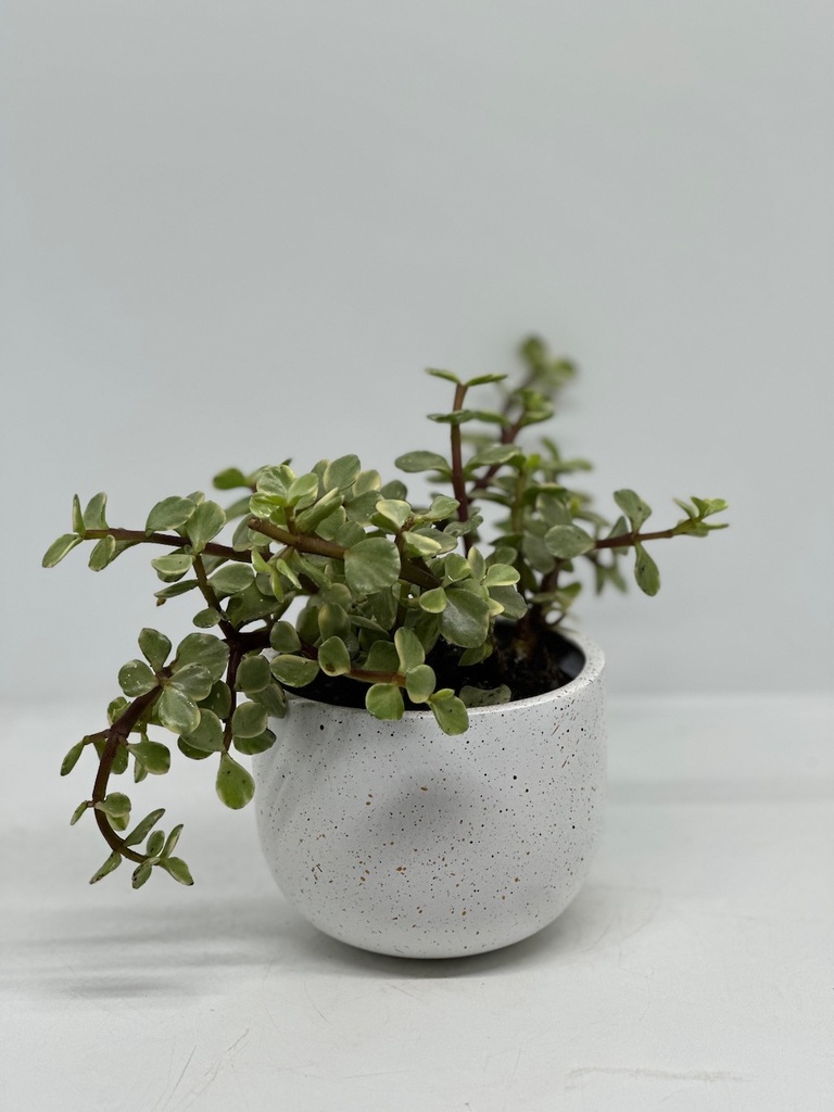 Portulacaria afra variegata